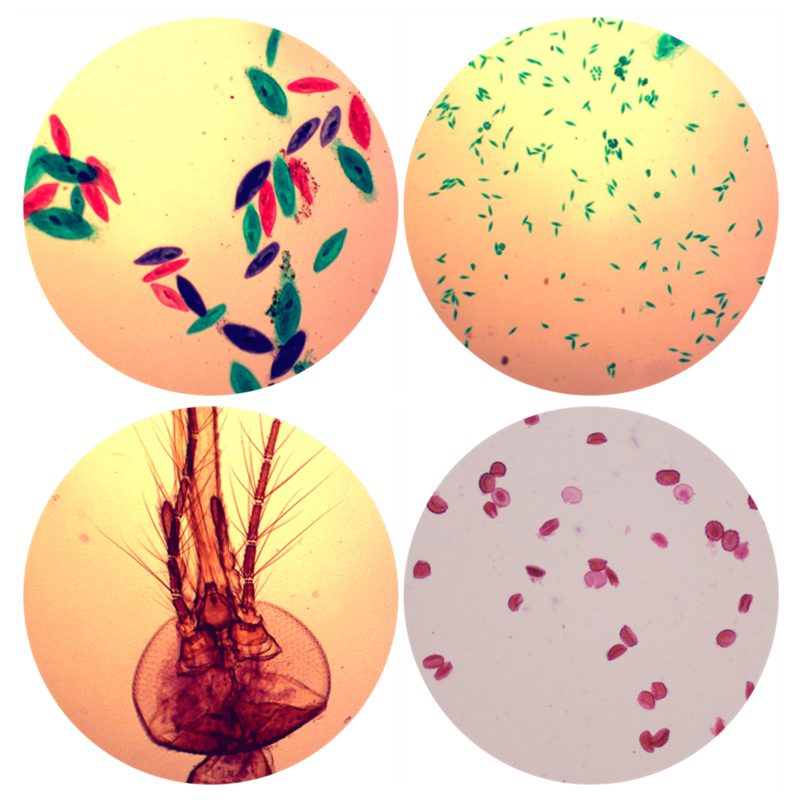 100pcs Basic Animal Plant Insect Cell Biological Prepared Glass Slides Microscope Biology Specimen