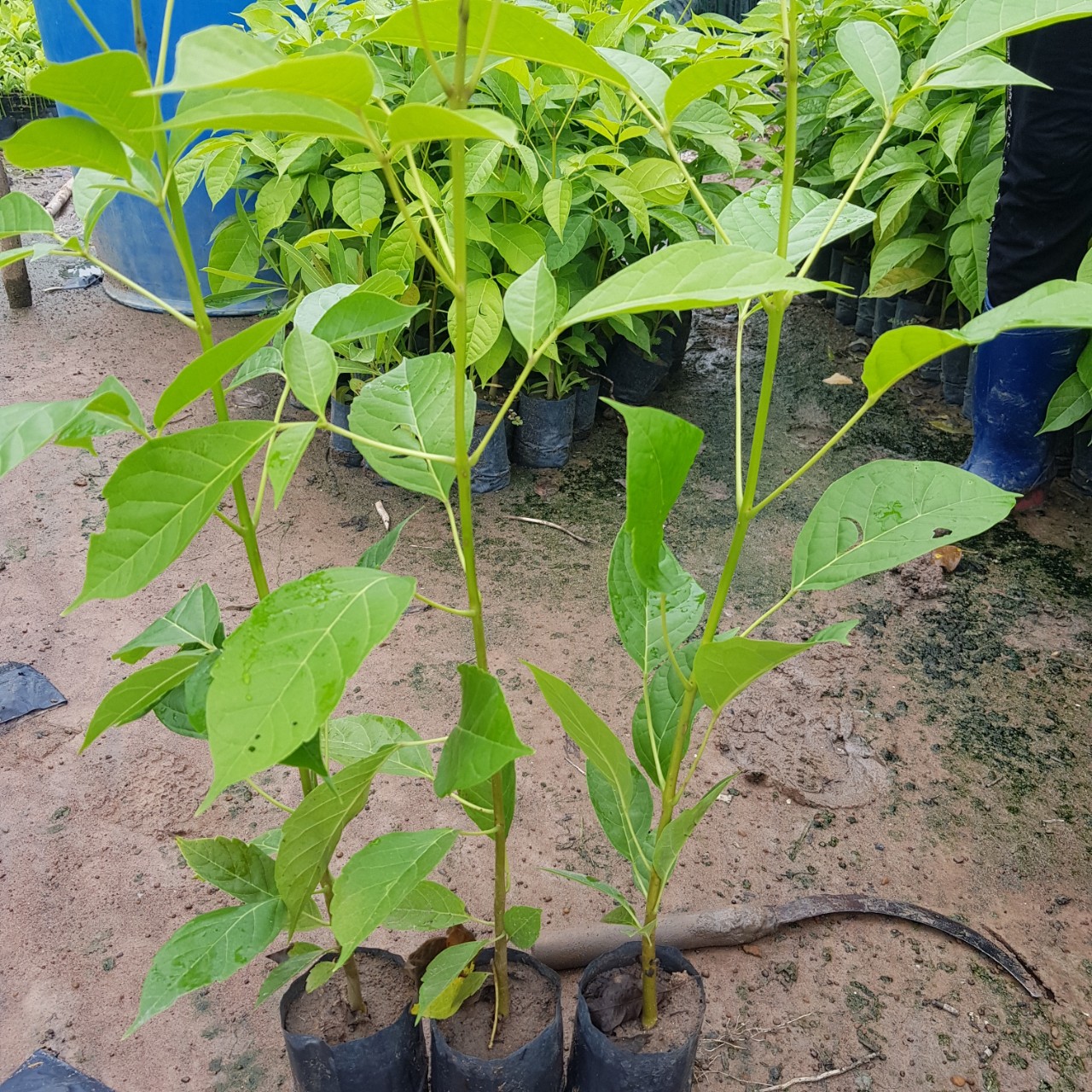 CÂY GIỐNG CÂY KÈN HỒNG (CÂY CHUÔNG HỒNG)