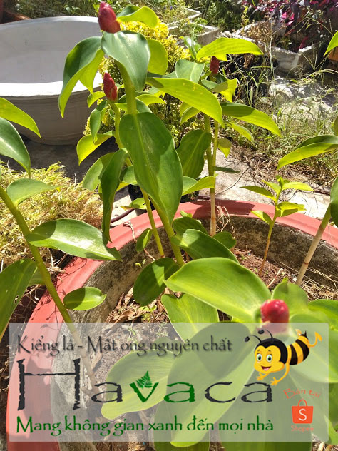 Cây giống Phước Lộc Thọ