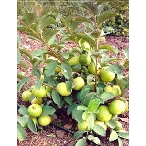 CÂY GIỐNG ỔI LÊ LÙN TRỒNG CHẬU TRÁI SỚM