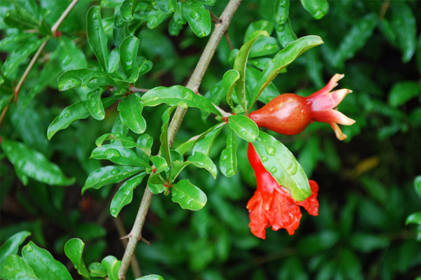 Cây lựu đỏ đang hoa (ảnh thật)