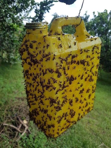 Sản phẩm bình xịt côn trùn, ruồi vàng lọ 450ml