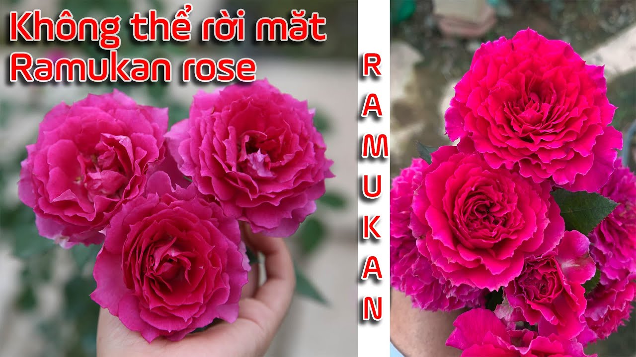 Cây giống Hoa hồng ngoại Ramukan rễ trần