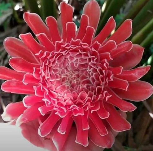 Hoa Sen Thái- SEN DÂNG PHẬT- củ giống ( hoa đa lộc, sen cạn)
