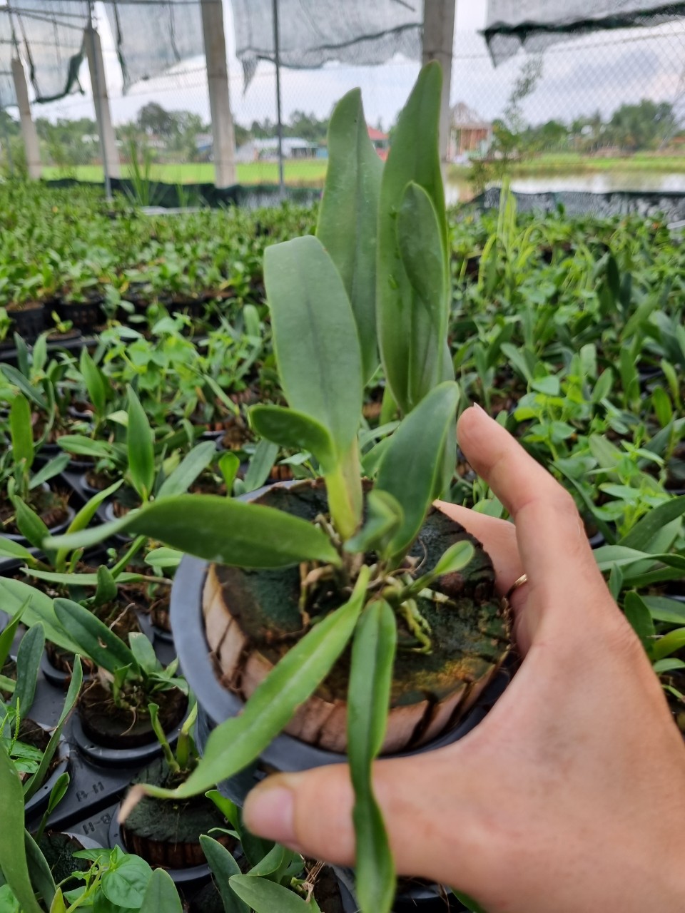 HOA LAN THIÊN THẦN LỬA