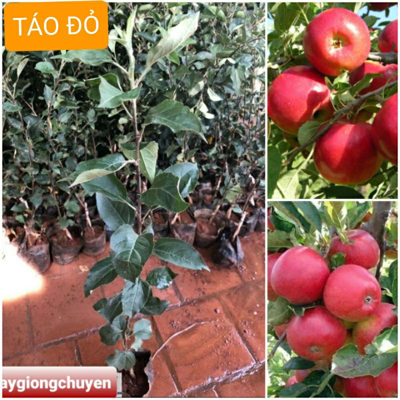 GIỐNG CÂY TÁO ĐỎ- CÂY GHÉP