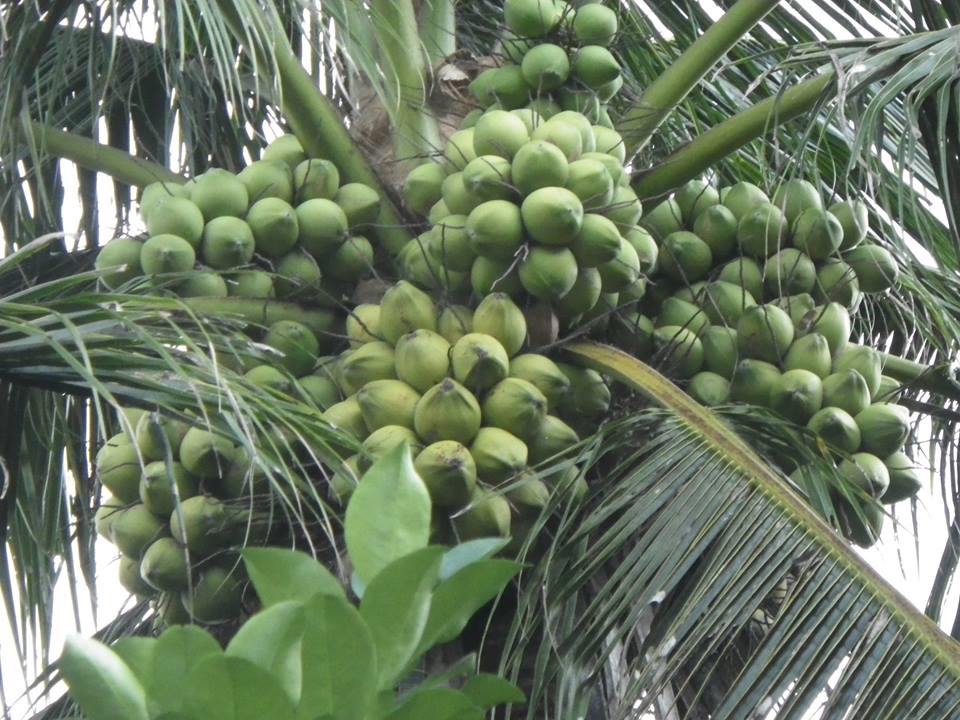 Cây giống dừa dứa