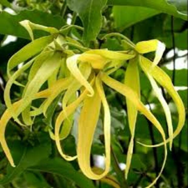 BẦU CÂY GIỐNG HOÀNG LAN (NGỌC LAN TÂY)