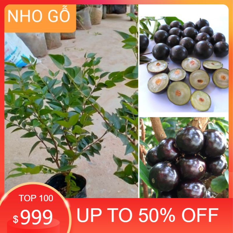 CÂY GIỐNG NHO GỖ