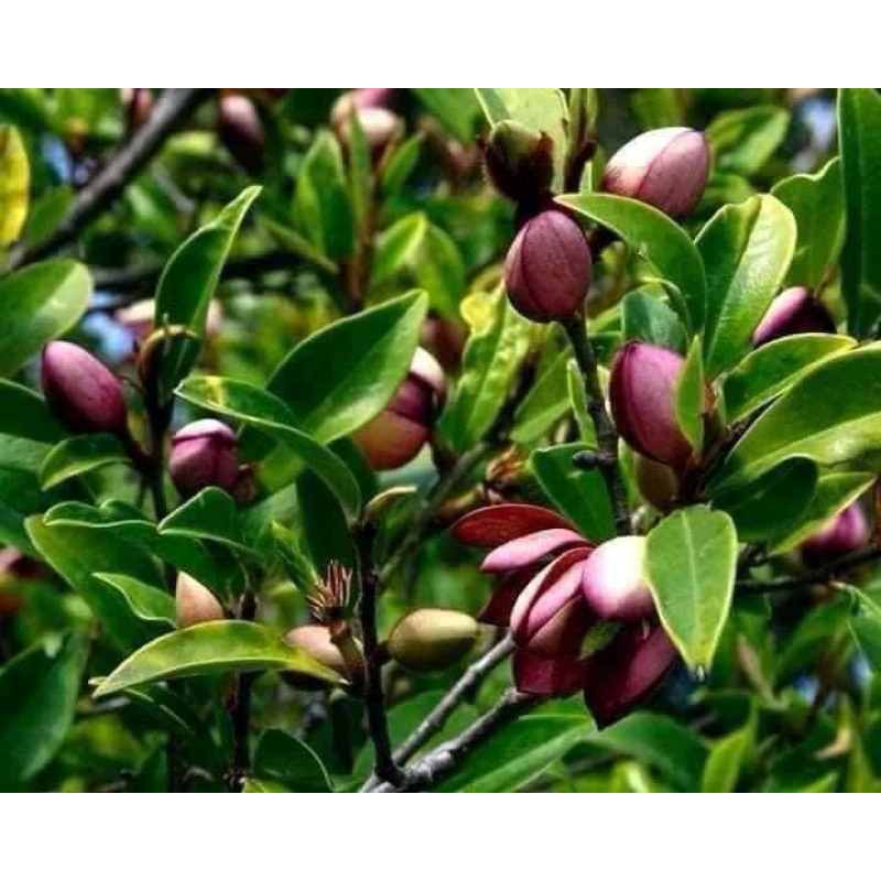 Cây lan tiêu bầu bát ( ảnh thật)