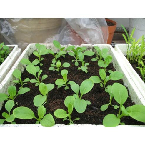 Đất Sạch Dinh Dưỡng Hữu Cơ H6 Trồng Cây - 5Dm3 ( 2,6kg )