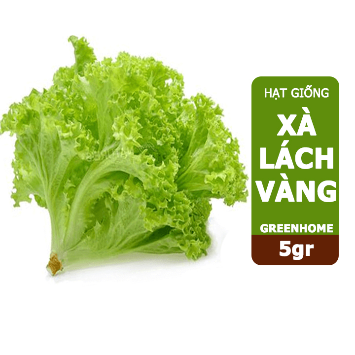 Hạt giống rau Xà lách vàng, gói 10g,  dễ trồng, thu hoạch nhanh R13