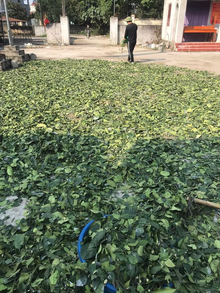 1kg lá xông giải cảm