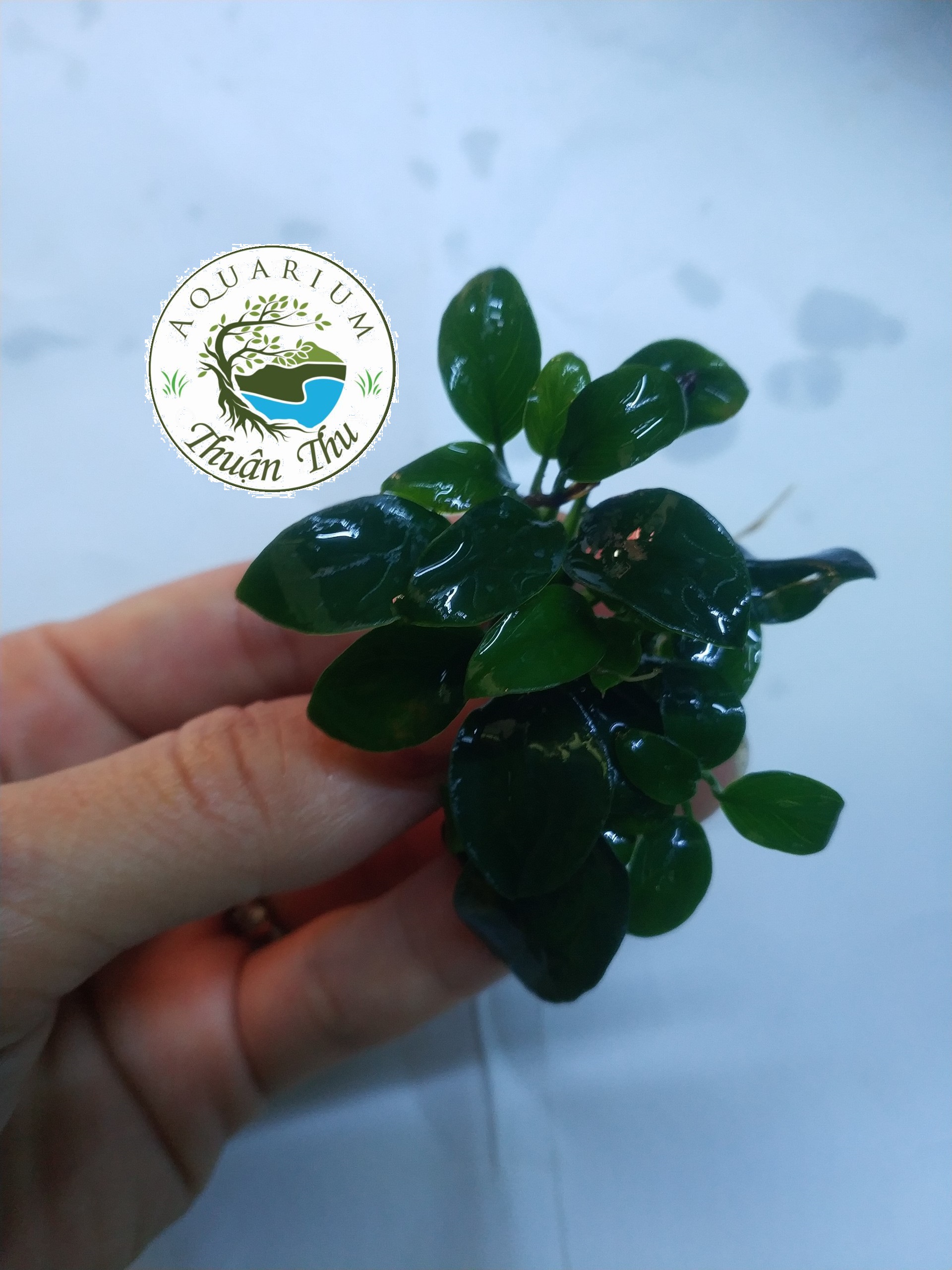 Cây thủy sinh Ráy Nana Petite Nhật (Anubias nana Japan)