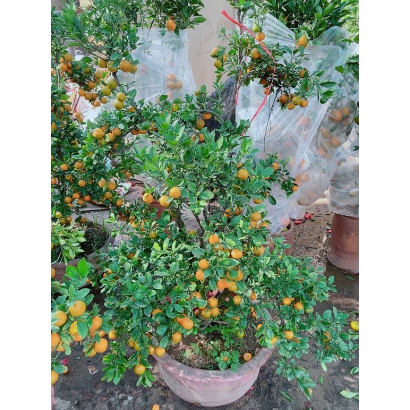 Chậu Cây Tắc Kiểng 1m