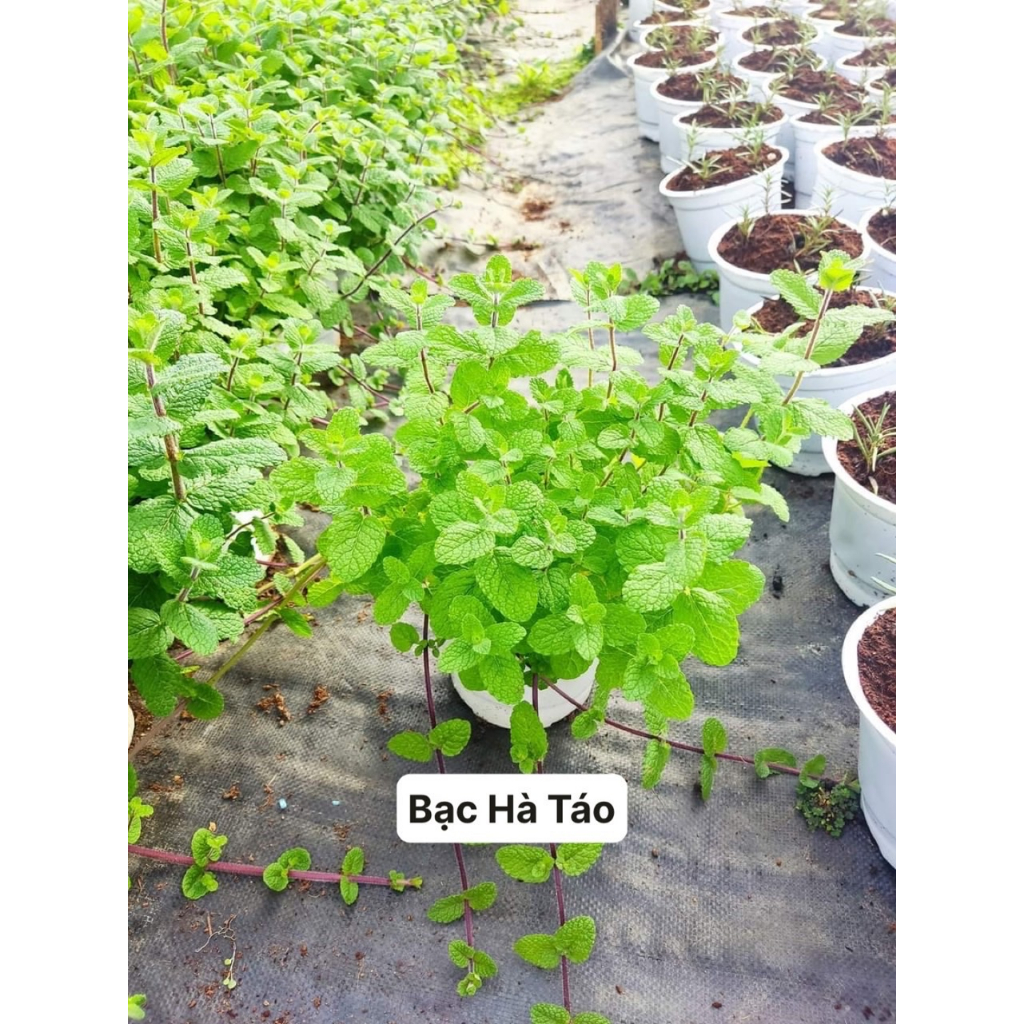 Cây bạc hà táo - apple mint