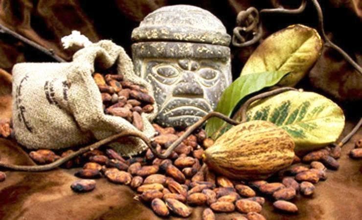 CÂY CACAO GIỐNG CHO TRÁI SỚM