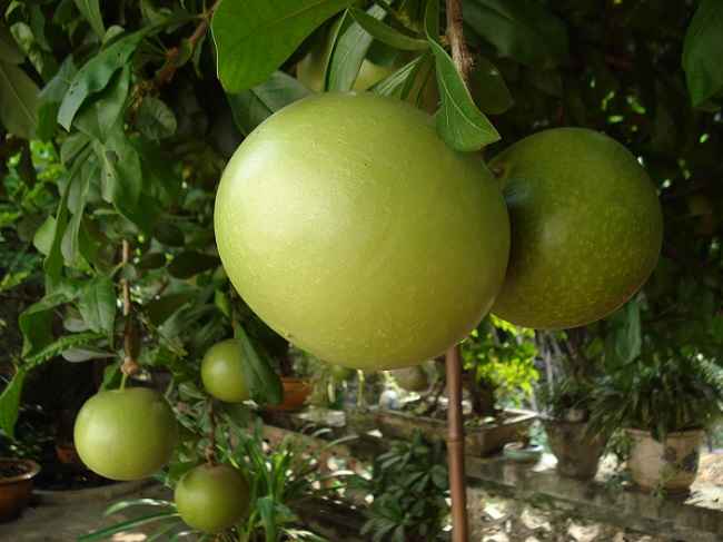 cây đào tiên trường sinh giống