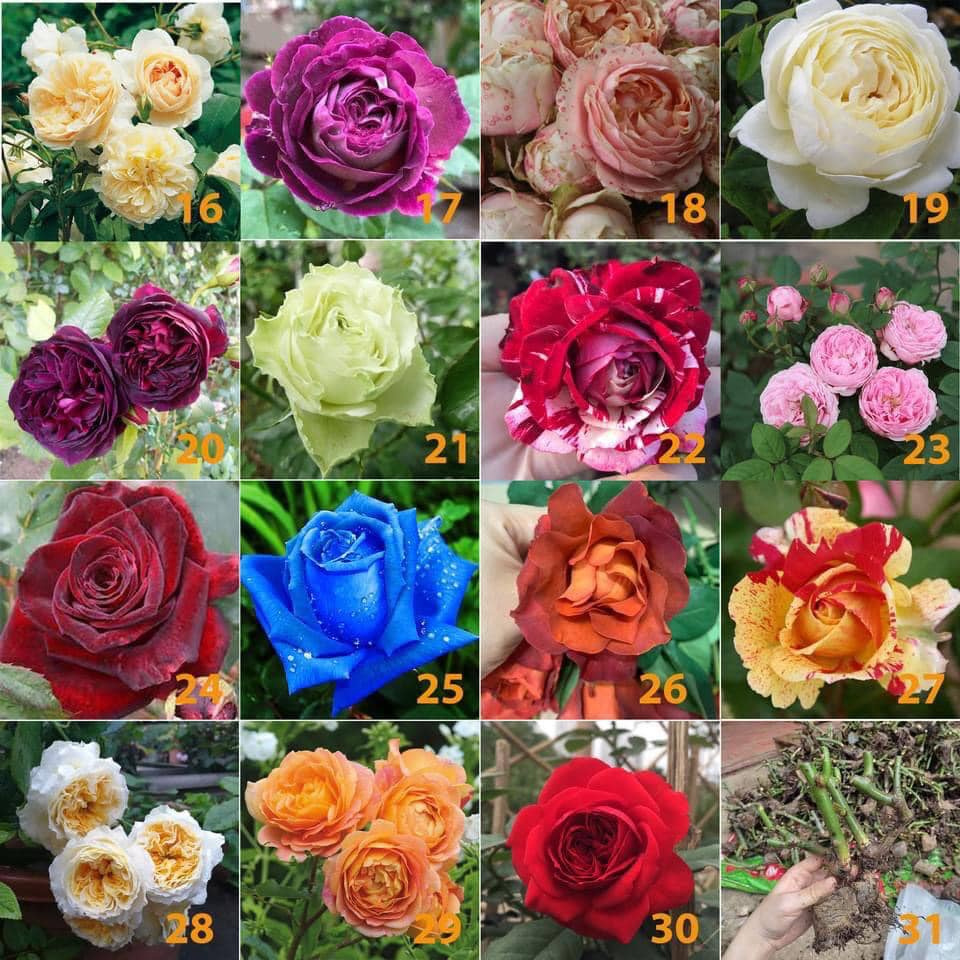 Gốc Hoa Hồng ngoại đủ 30 màu ( ảnh thật ở cuối)