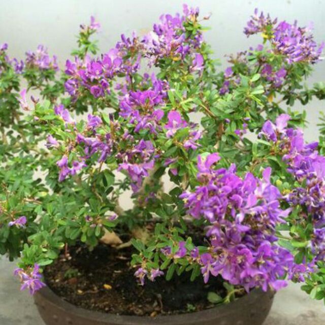 CÂY LINH SAM (CÂY SAM NÚI ) SIÊU BÔNG