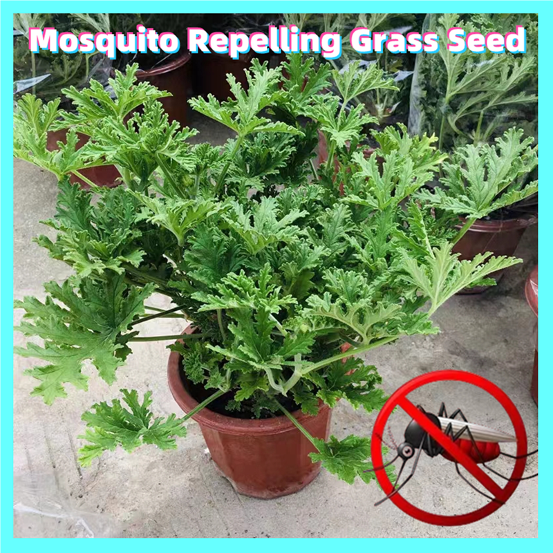 [Easy To Grow In Philippines] 50pcs Mosquito Repelling Grass Seed Flower Seeds for Planting