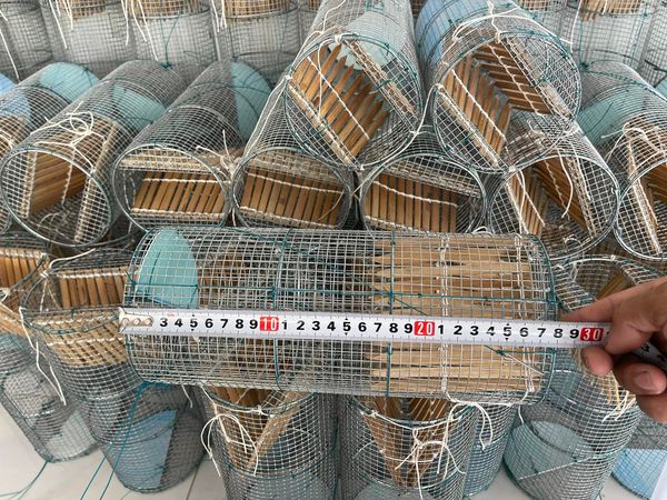 5 Lợp ếch hom tre