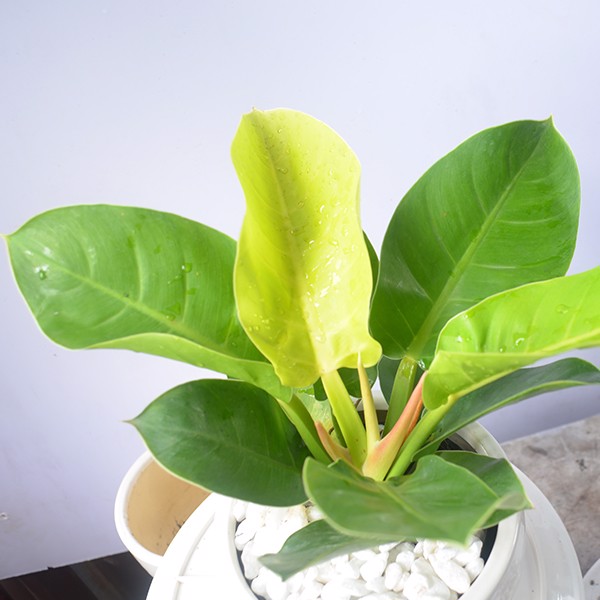 Cây Trầu Bà Đế Vương Vàng - cây cảnh để bàn