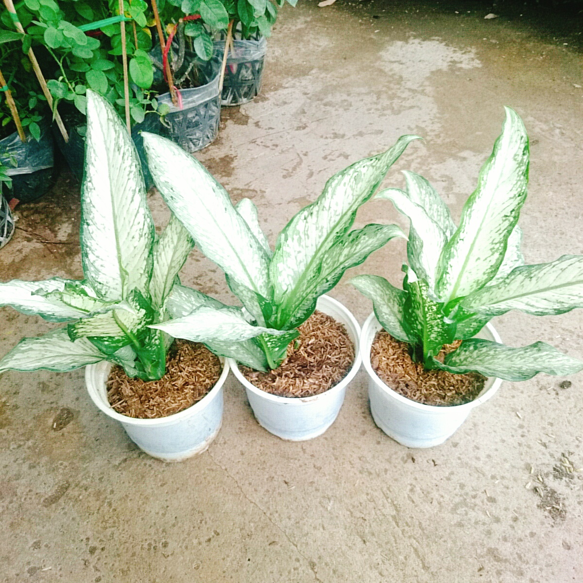 Cây Tài Lộc - cây cảnh để bàn