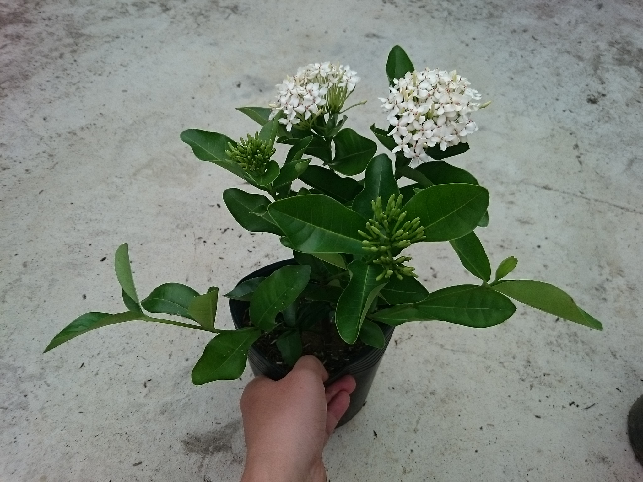 Cây Mẫu Đơn Trắng (Lá Trung) - cây bông trang trắng