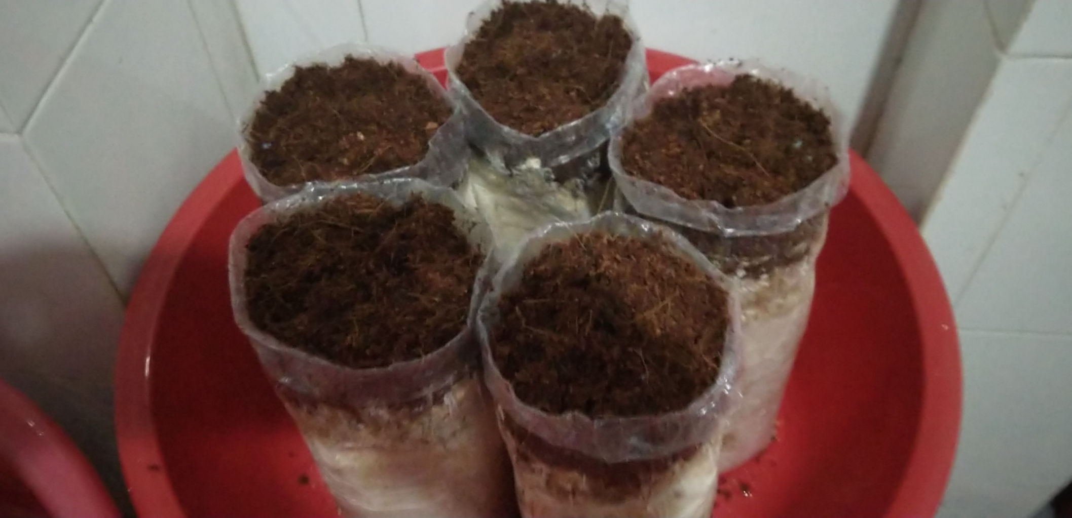 Combo: Phôi Nấm Mối Đen(01 kiện hàng 5 bịch)& Có Sơ Dừa Đủ Trồng