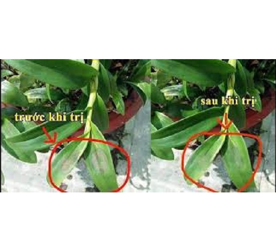Thuo c trừ bệnh  cao cap Kin Kin Bul 72WP 100gr