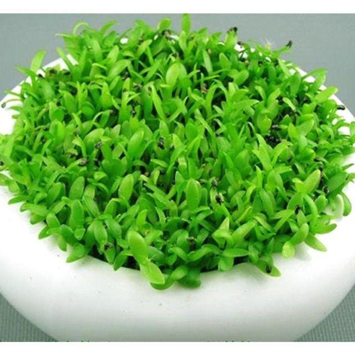 Hạt giống cỏ, cây may mắn