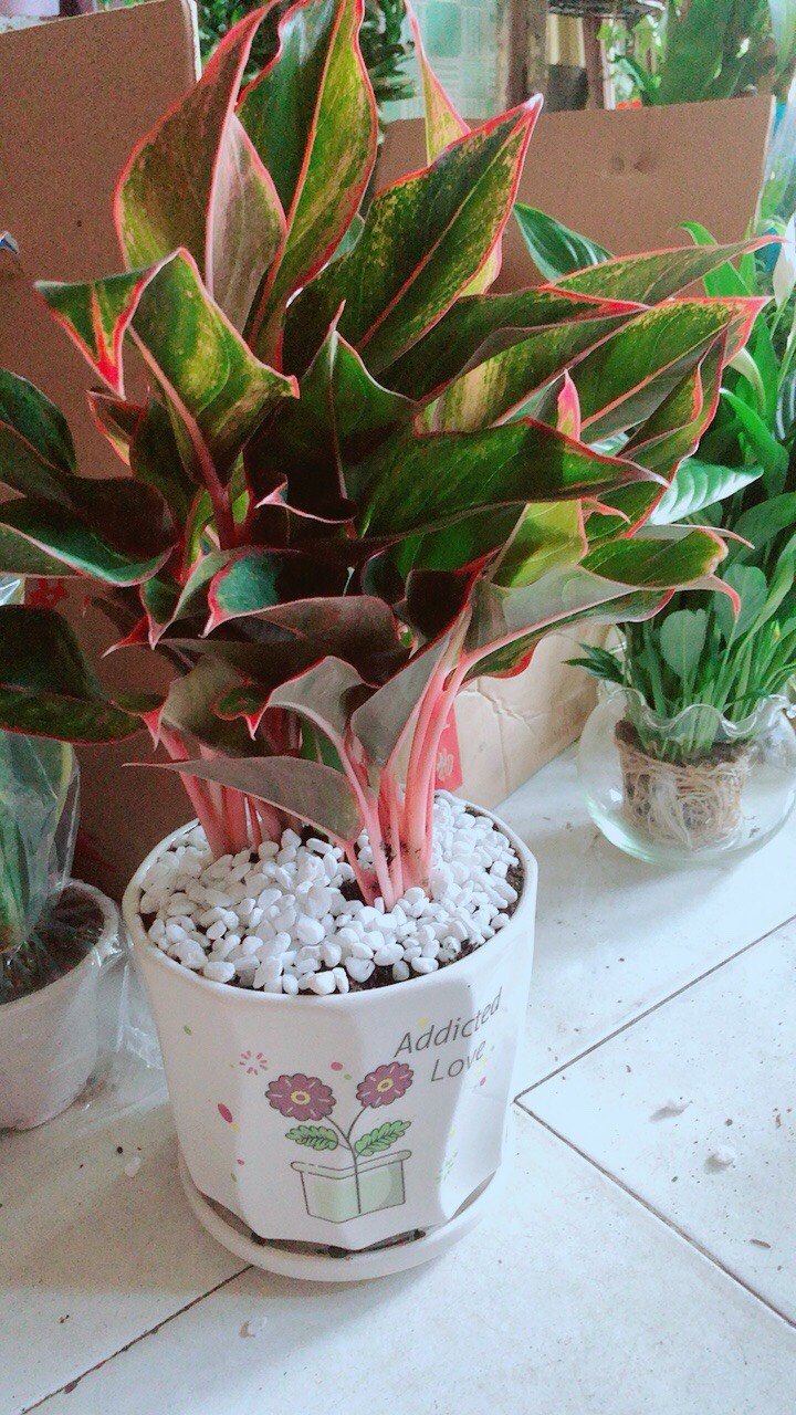Chậu Cây Phú Quý