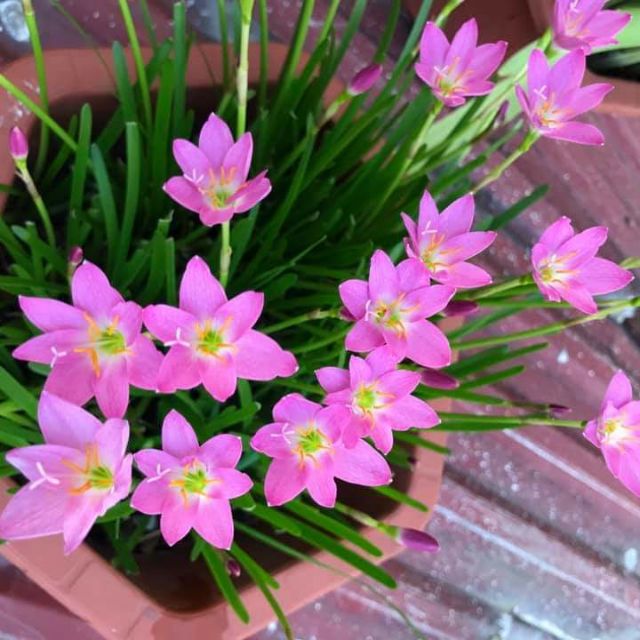 Củ giống hoa huệ mưa hoa màu hồng
