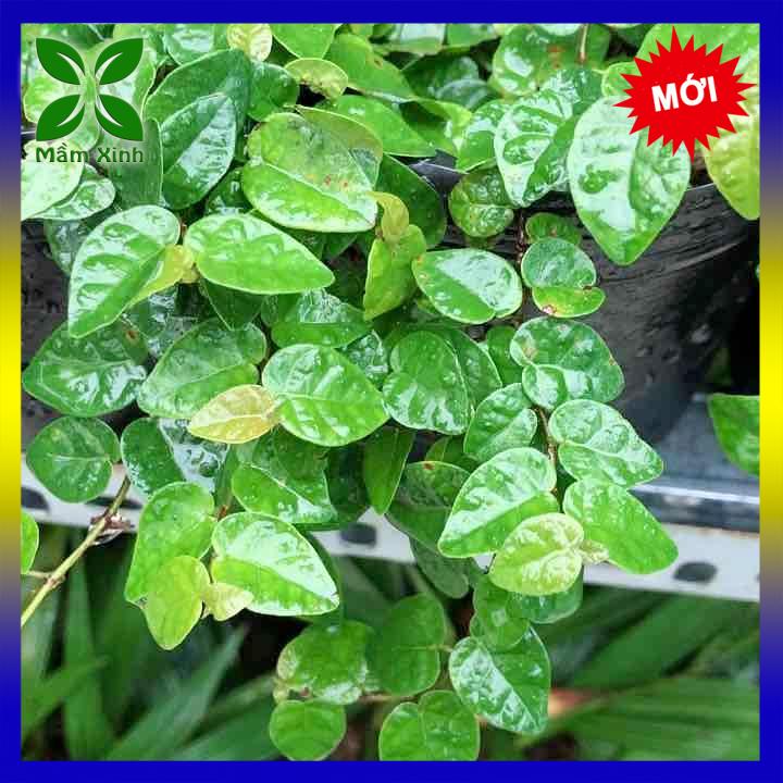 Cây Thằn Lằn (Cây Vảy Ốc bám tường) Mầm Xinh