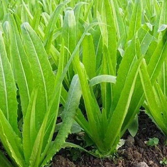 2gr HẠT GIỐNG RAU DIẾP NẾP XANH (rau diếp thơm)