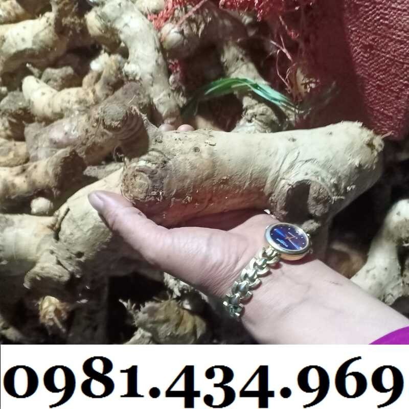 Củ Mía Dò (Cát Lồi) 01KG Tự Nhiên Chất Ngon