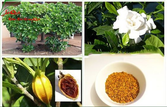 BỘT MÀU RAU CỦ 50GR