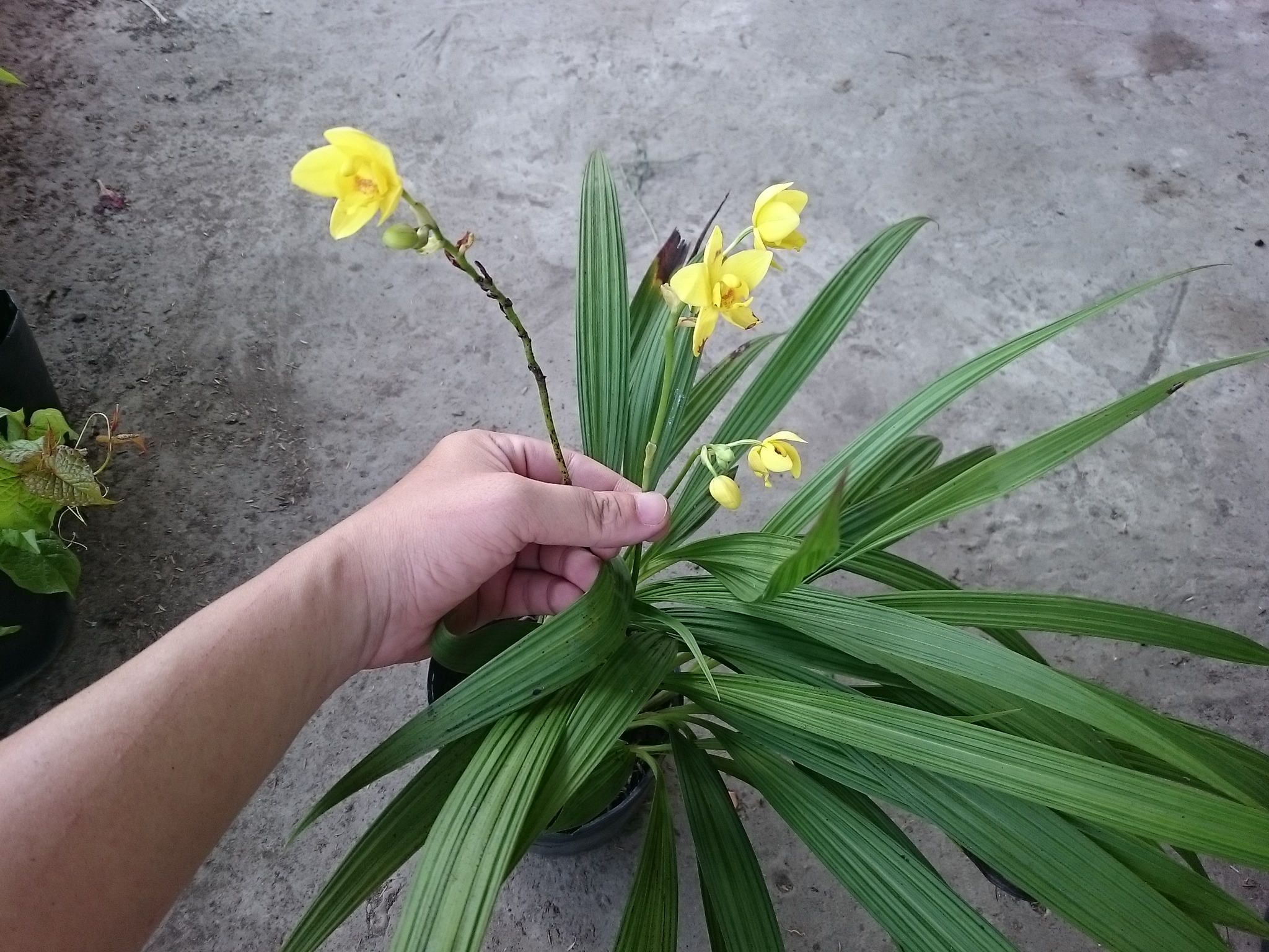 Cây Lan Chu Đỉnh Vàng ( Địa Lan Hoa Vàng ) - cây cảnh để bàn