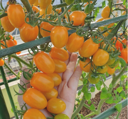 Cây giống cà chua Nova - giao cây khoẻ rễ ổn định