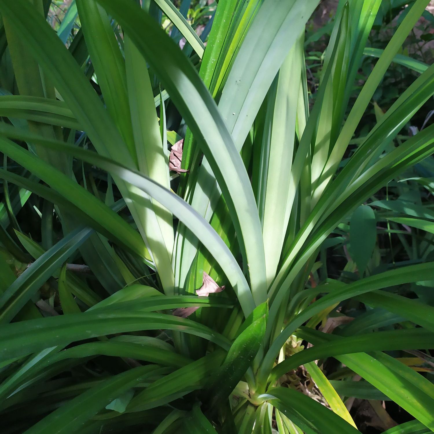 Cây Lá Dứa Thơm  4 cây