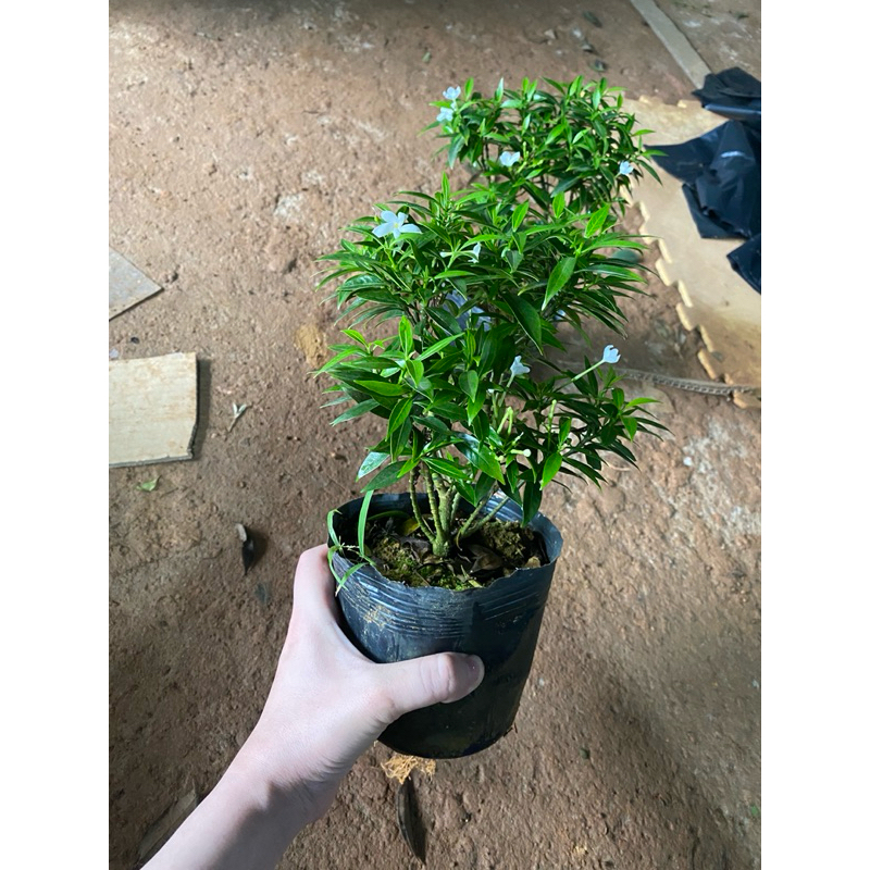 Cây Mai Vạn Phúc Bầu Bát ( cây to bầu rễ ổn định, có những cây đã điểm hoa)
