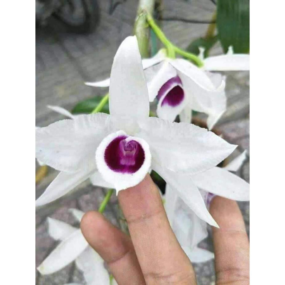 cốc giống hoa lan phi điệp (giả hạc) 5 cánh trắng HỌNG TÍM