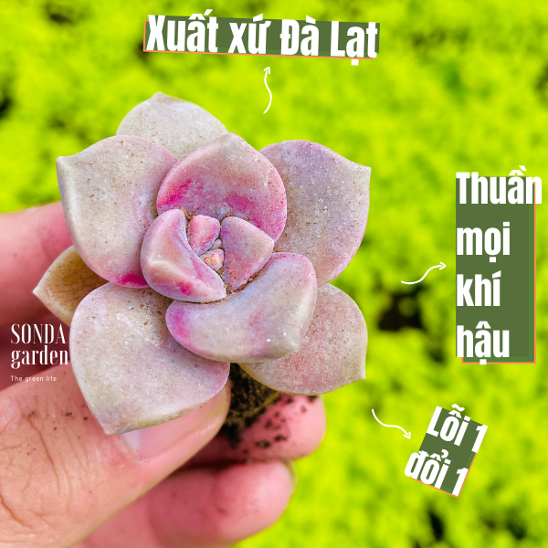 Sen đá hồng mập size mini lỗi 1 đổi 1