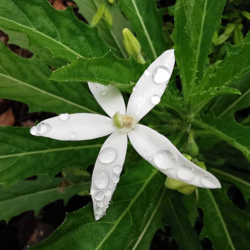 Yashirin kamera yordamida uyimga chilangarni taklif qildim.