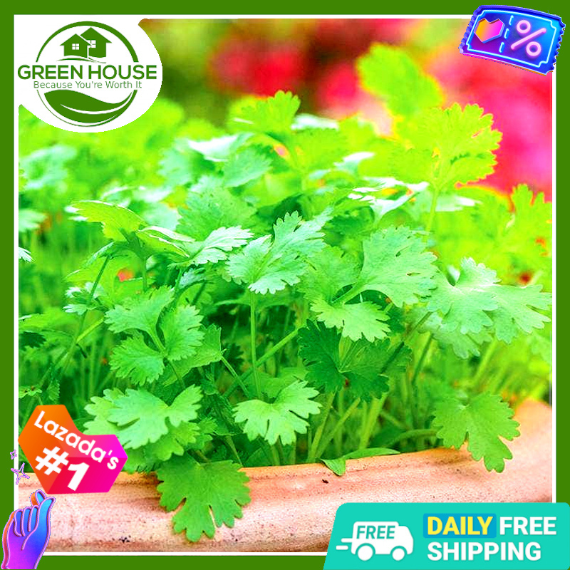 [Green House] Cilantro / Wansoy / Coriander Seeds for Planting