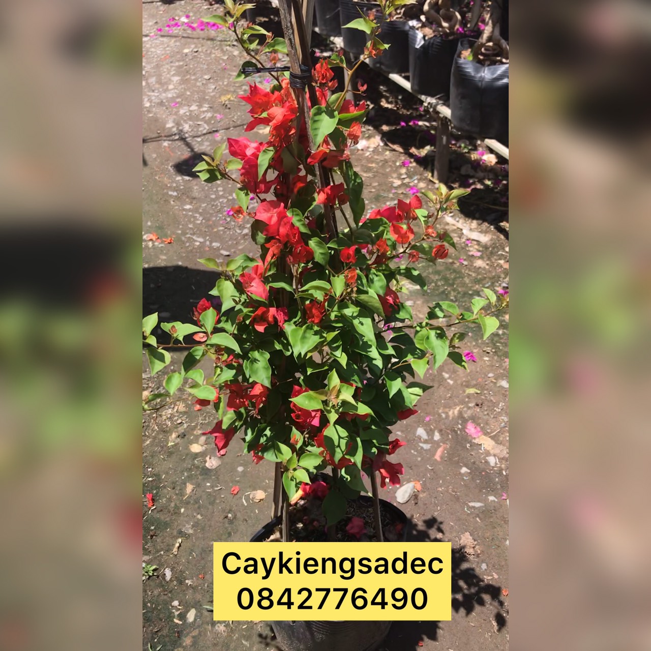 cây hoa giấy thái caykiengsadec + tặng phân bón