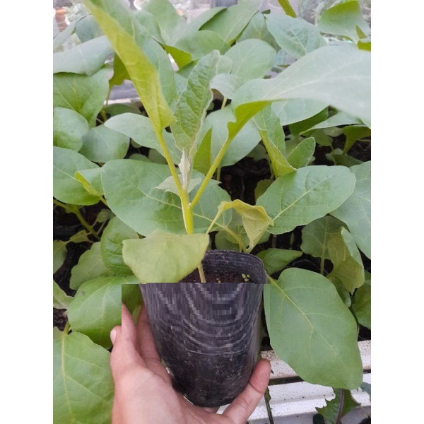 bầu cây giống cây cà pháo -cây khoẻ đẹp