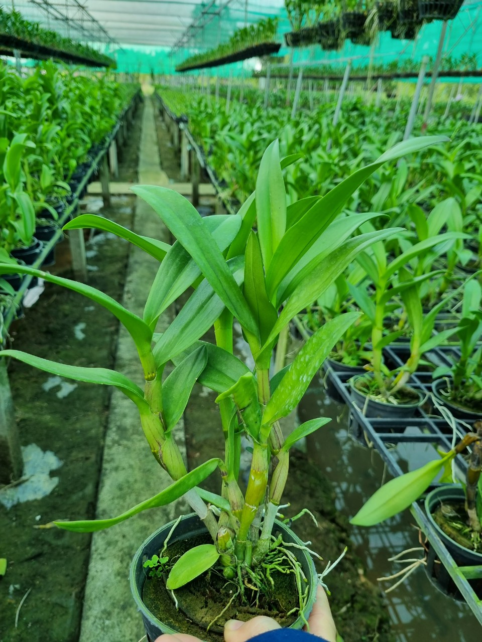 HOA LAN NẮNG 4N XƯA