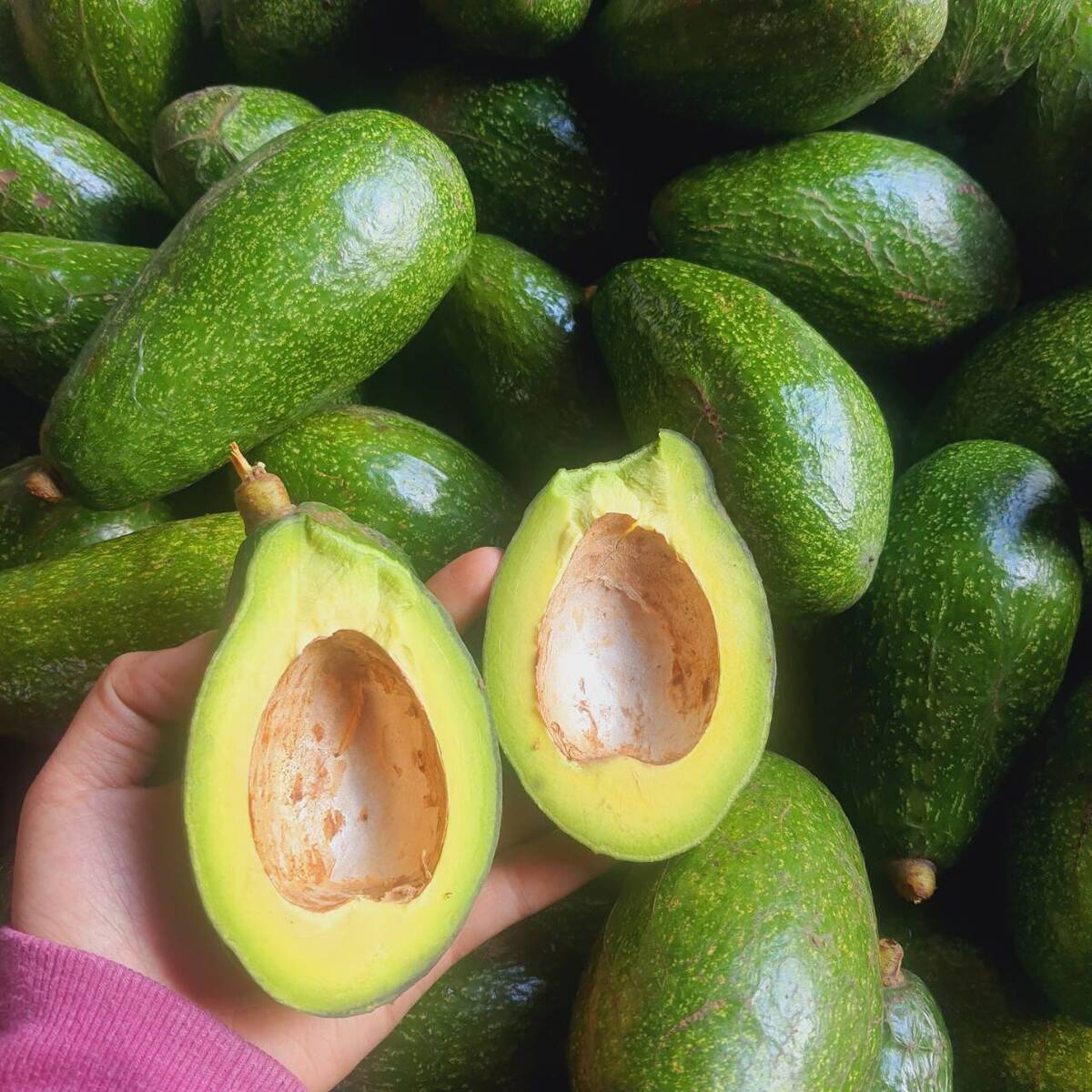 Bơ 034 Béo Thơm - Túi 1kg (3-4 Trái) - Foodmap Fruit